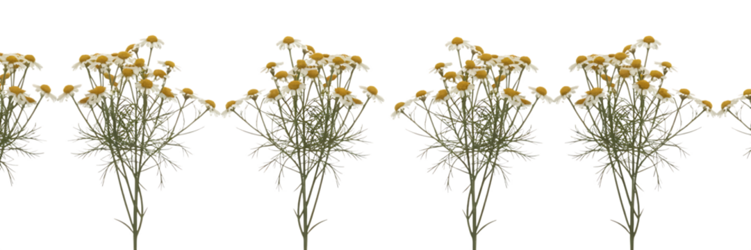 Abstract floral arrangement of delicate yellow flowers and green stems isolated on transparent background - Powered by Adobe