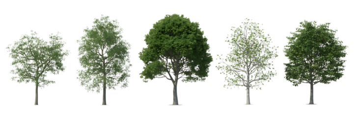 Collection of five deciduous trees with green foliage isolated on transparent background