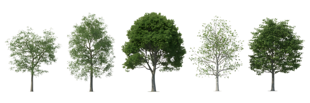 Collection of five deciduous trees with green foliage isolated on transparent background - Powered by Adobe