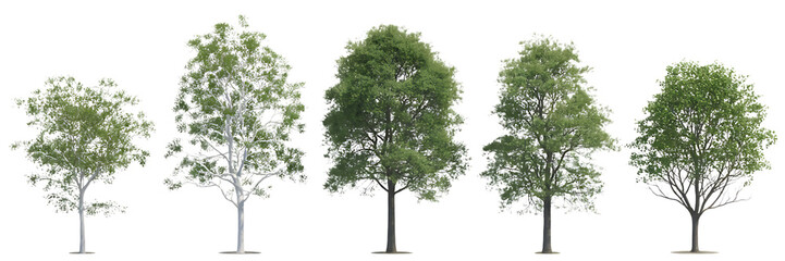 Fototapeta premium Five slender deciduous trees with green foliage and delicate branches isolated on transparent background