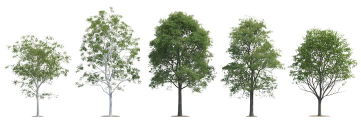 Five slender deciduous trees with green foliage and delicate branches isolated on transparent background