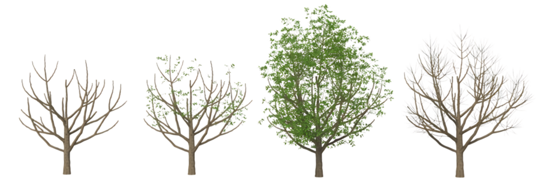 Four different trees showing seasonal changes from bare branches to full foliage isolated on transparent background