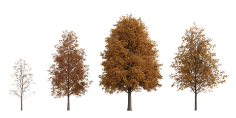 Four deciduous trees with autumn foliage in varying sizes isolated on transparent background
