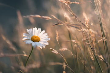 single daisy standing in tall grass under gentle sunlight creating clean minimalist nature photography