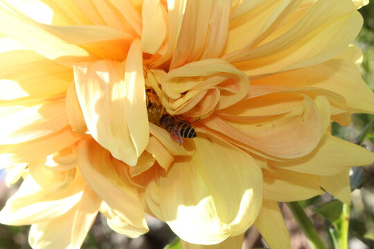 Bee extracting nector or pollen from Dahlia flower - Powered by Adobe