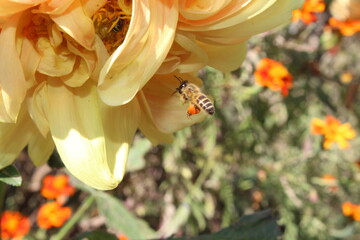 Bee extracting nector or pollen from Dahlia flower