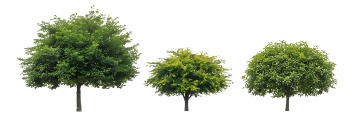 Three distinct green trees of varying sizes and shapes isolated on transparent background