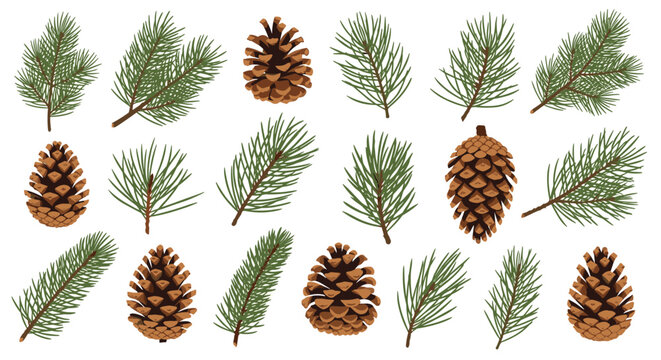 Collection of pine cones and green pine branches on a white background.
