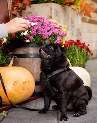 Black pug dog sits on the street against a background of blurred flowers. The dog has a harness. He looks up at the owner's hand. Training. Vertical blurred photo