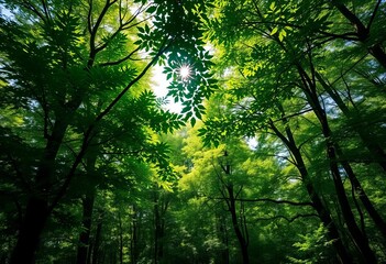 Fototapeta premium Lush green forest with dappled sunlight filtering through leaves, woodland, fresh