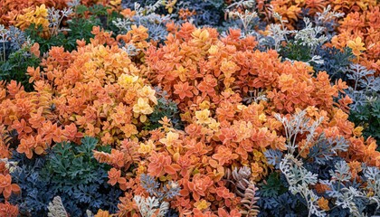 Vibrant Orange And Green Foliage With Frosted Edges In Close Up Against A Softly Blurred Background