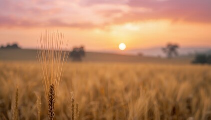 Golden Hour Grain, a Blurred Horizon, and Skys Gentle Hues, Captured in Natural Light.