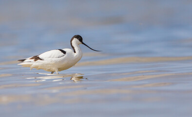 Pied avocet - feeding on the shore of lagoon in the cloud of mosquitoes