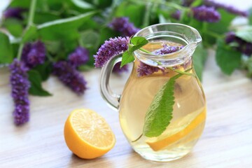 Herbal tea from medicinal herb Agastache foeniculum, also called  giant hyssop or Indian mint. Aromatic agastache tea is good for the stomach and lungs.