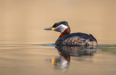 Red-necked grebe at the small lake in spring