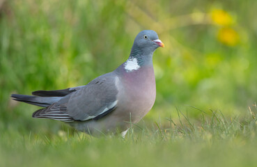 Common wood pigeon - in a city park in spring 