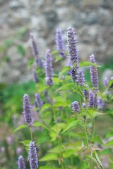 Agastache foeniculum,  also called  giant hyssop, Indian mint or blue licorice. Aromatic violet-blue agastache herb against stone wall.
