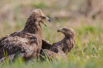 Lesser spotted eagle - pair of birds in spring
