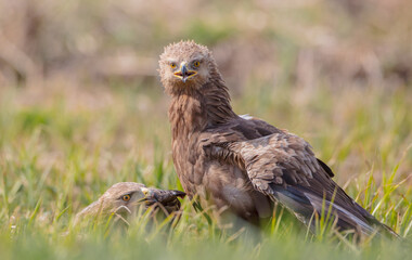 Lesser spotted eagle - pair of birds in spring