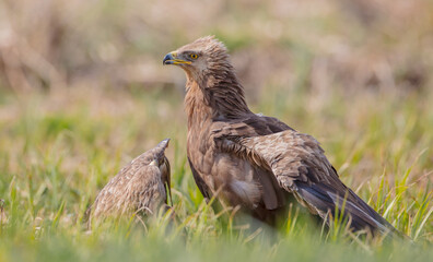 Lesser spotted eagle - pair of birds in spring