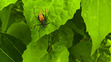 A predatory assassin beetle resting on a leaf, showing sharp details, striking colors, and a menacing appearance, capturing the insect’s dangerous nature and its natural environment.
