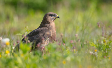 Common Buzzard in spring at a wet forest