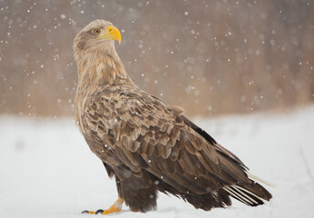 The white-tailed eagle - adult male - in early spring at the wet forest during the snowstorm