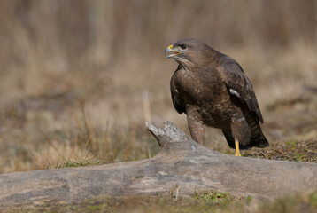 Common Buzzard in spring at a wet forest