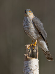 Eurasian Sparrowhawk - adult male at the wet forest in spring