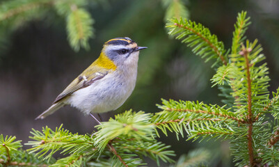 Common Firecrest - male bird at awet  forest in spring