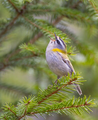 Common Firecrest - male bird at awet  forest in spring
