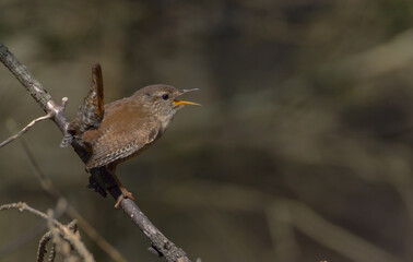 Eurasian Wren - in spring at a wet forest