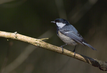 Coal tit in summer at a wet forest