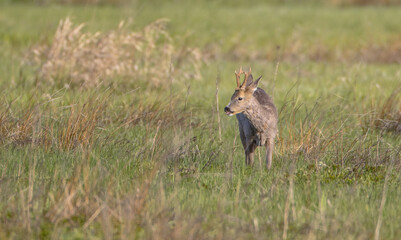 European roe deer - male at the meadow in spring