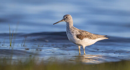 Common Greenshank feeding at a wetland in spring on a migration way