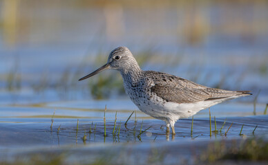 Common Greenshank feeding at a wetland in spring on a migration way