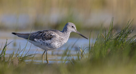 Common Greenshank feeding at a wetland in spring on a migration way