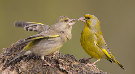 Fototapeta premium European Greenfinch in spring at a wetland