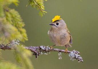 Goldcrest - male bird at forest in spring