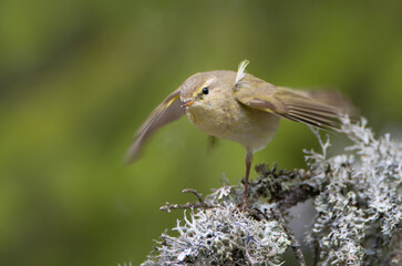 Willow warbler in early spring at a wetland 