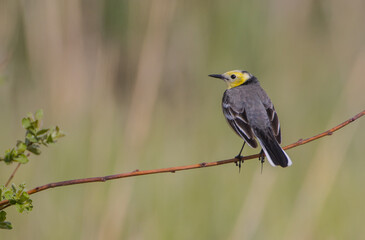 Fototapeta premium Citrine Wagtail - male bird at a wetland in spring