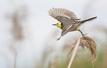 Citrine Wagtail - male bird at a wetland in spring