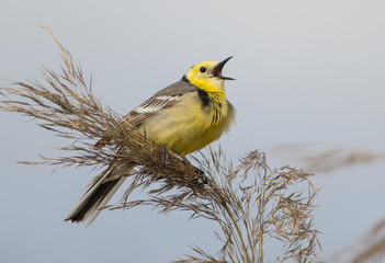 Citrine Wagtail - male bird at a wetland in spring