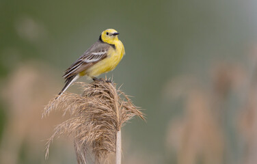 Citrine Wagtail - male bird at a wetland in spring