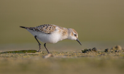 Little stint - at a seashore on the autumn migration way