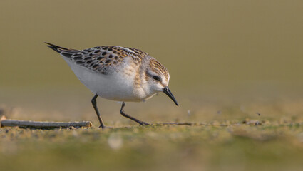 Little stint - at a seashore on the autumn migration way