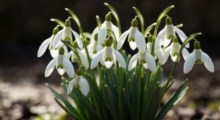 Close-up of clustered white bell-shaped spring flowers with green accents and leaves