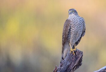 Eurasian Sparrowhawk - young male at the wet forest in autumn