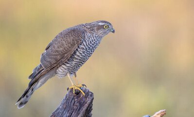 Eurasian Sparrowhawk - young male at the wet forest in autumn