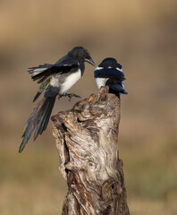 Common Magpie - at a wetland in autumn